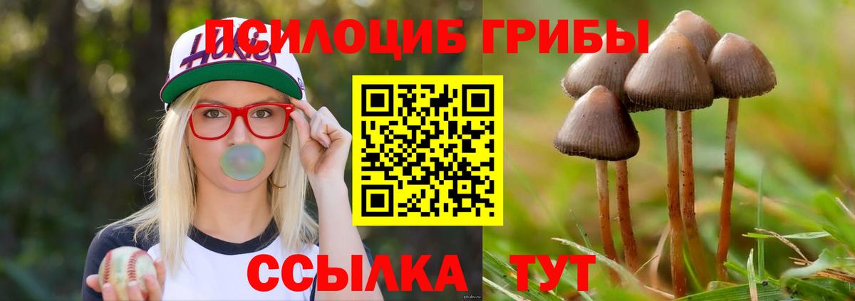Галлюциногенные грибы Psilocybe Гатчина